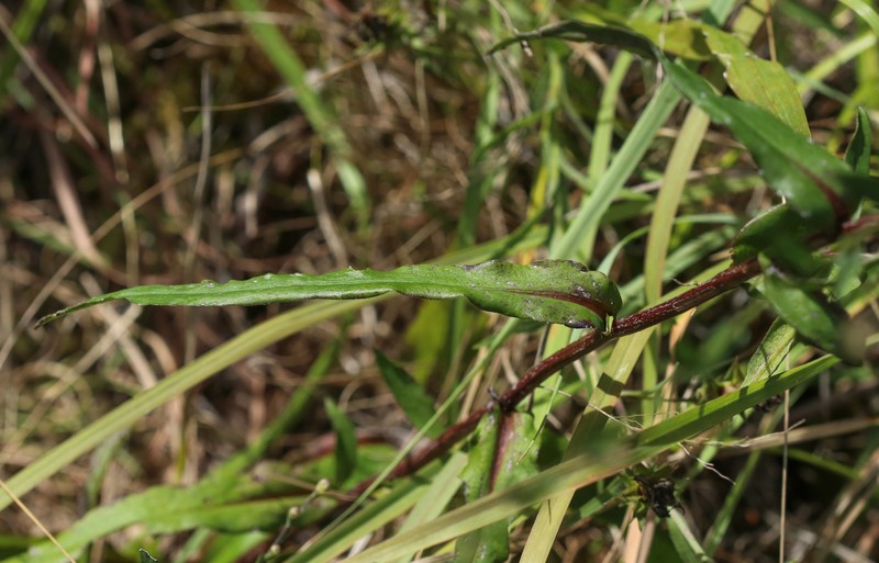 Symphyotrichum laeve var. concinnum
