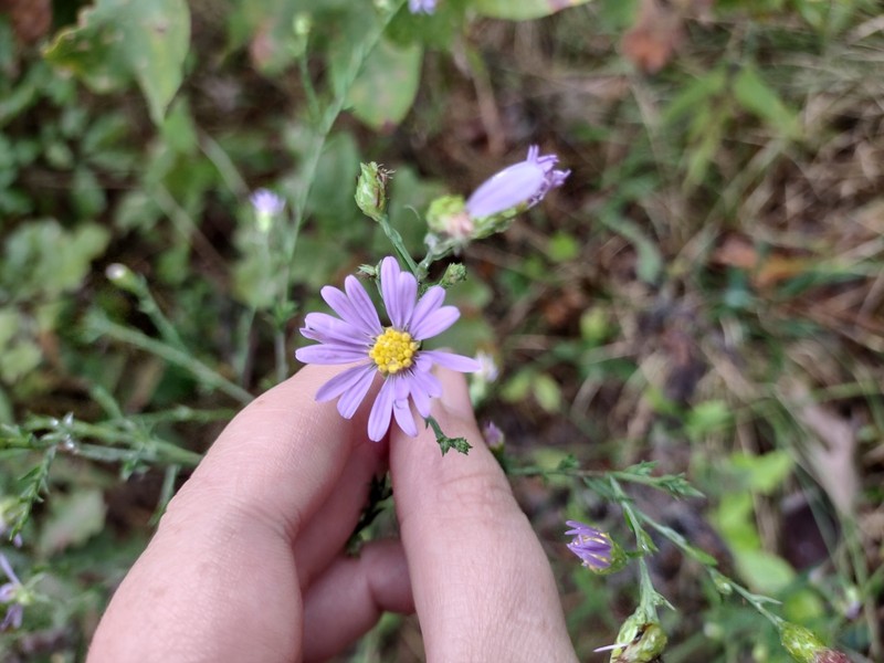Symphyotrichum laeve var. concinnum photo 2