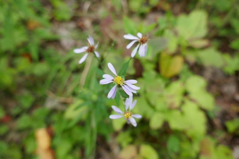 Symphyotrichum laeve var. concinnum photo 3