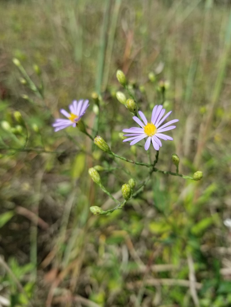 Symphyotrichum laeve var. concinnum photo 6