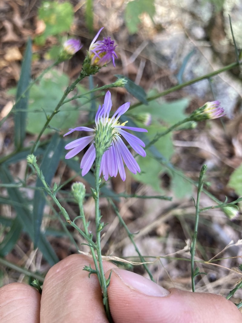Symphyotrichum laeve var. concinnum photo 7