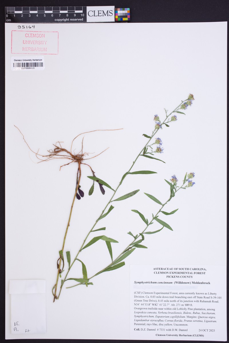 Symphyotrichum laeve var. concinnum photo 8