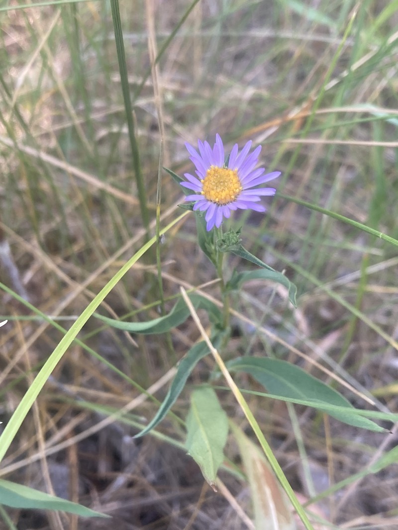 Symphyotrichum laeve var. geyeri