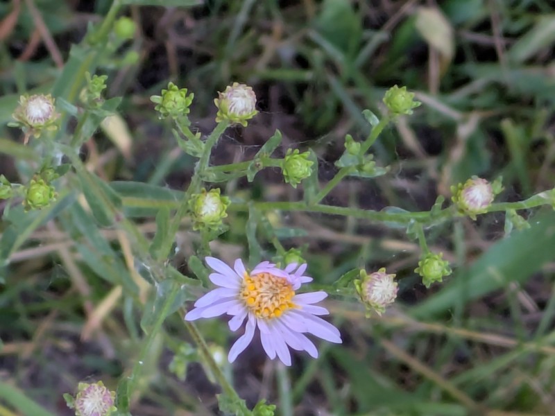 Symphyotrichum laeve var. geyeri photo 2