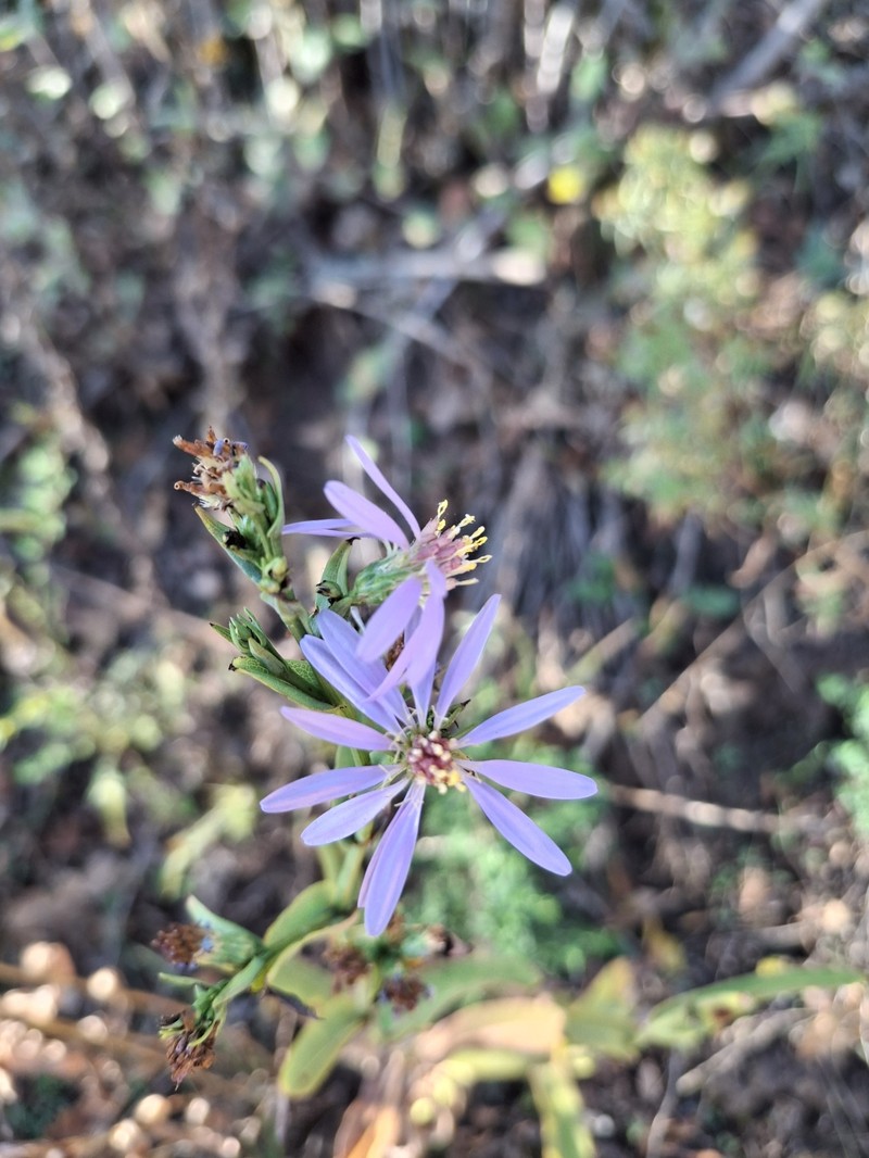 Symphyotrichum laeve var. geyeri photo 3