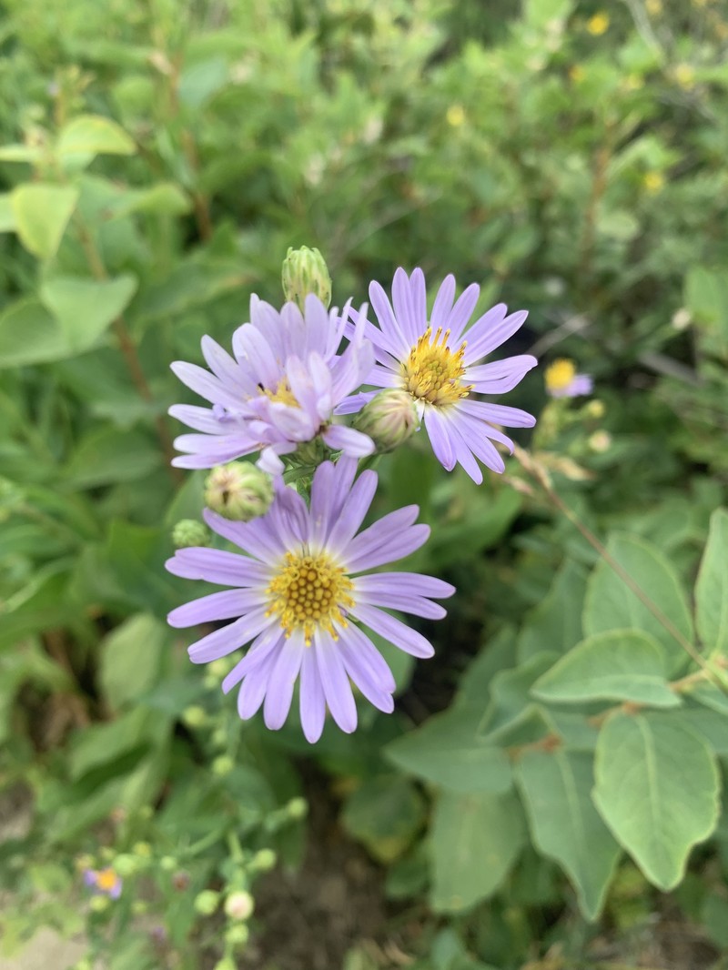 Symphyotrichum laeve var. geyeri photo 4