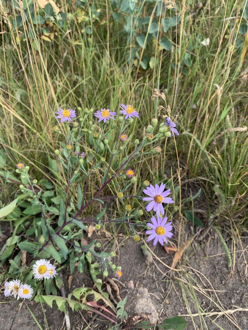 Symphyotrichum laeve var. geyeri photo 5