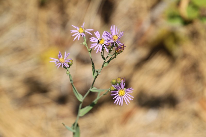 Symphyotrichum laeve var. geyeri photo 6