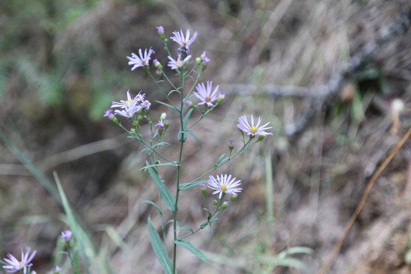 Symphyotrichum laeve var. geyeri photo 7