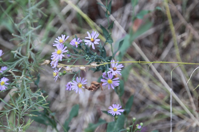Symphyotrichum laeve var. geyeri photo 8