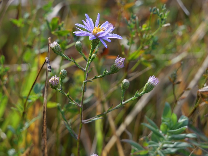 Symphyotrichum laeve var. laeve