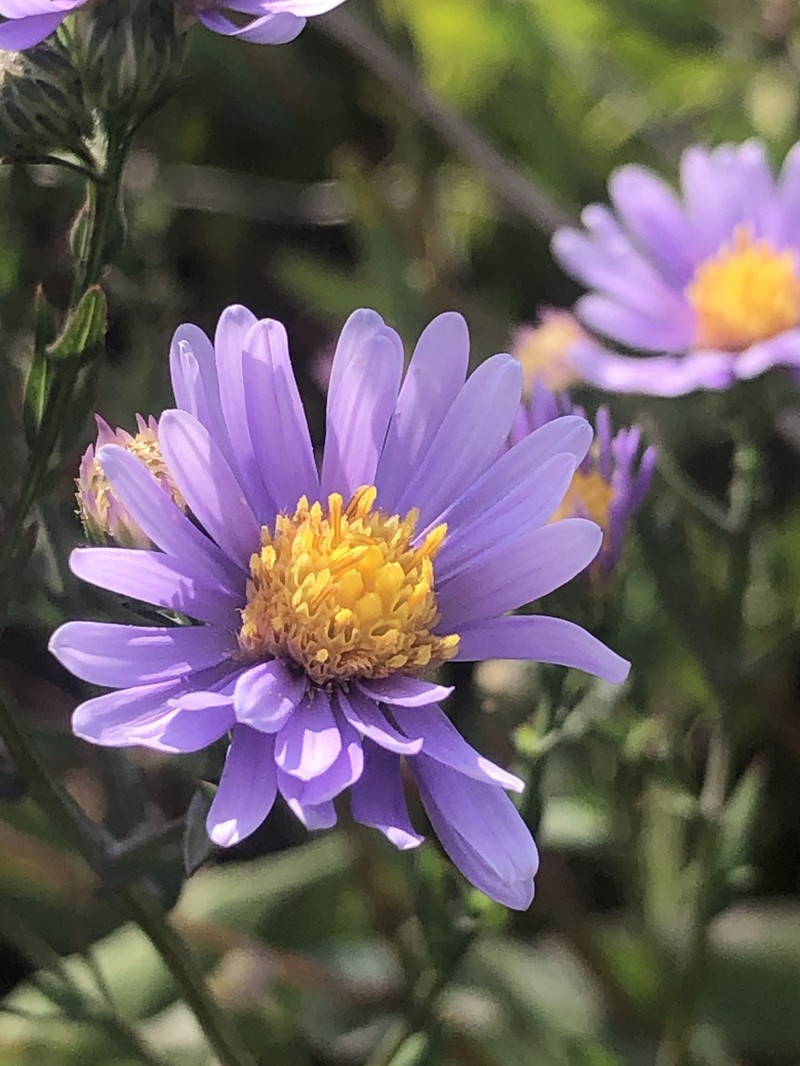 Symphyotrichum laeve var. laeve photo 2