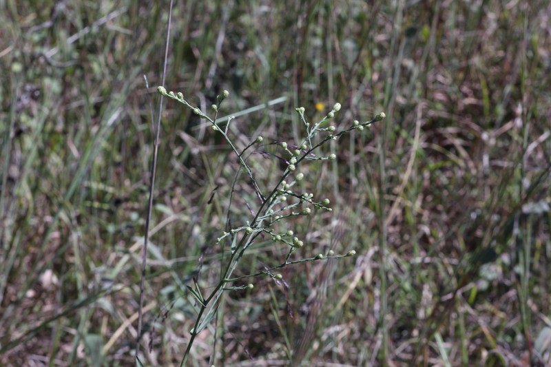 Symphyotrichum laeve var. laeve photo 3