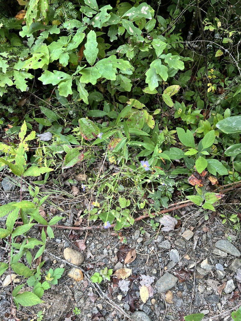 Symphyotrichum laeve var. laeve photo 5