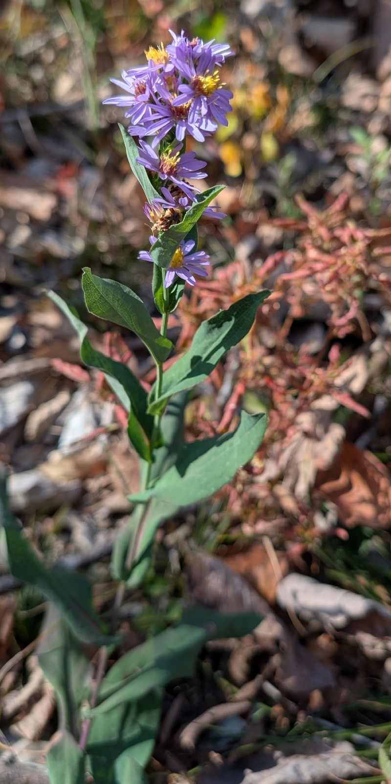 Symphyotrichum laeve var. laeve photo 6