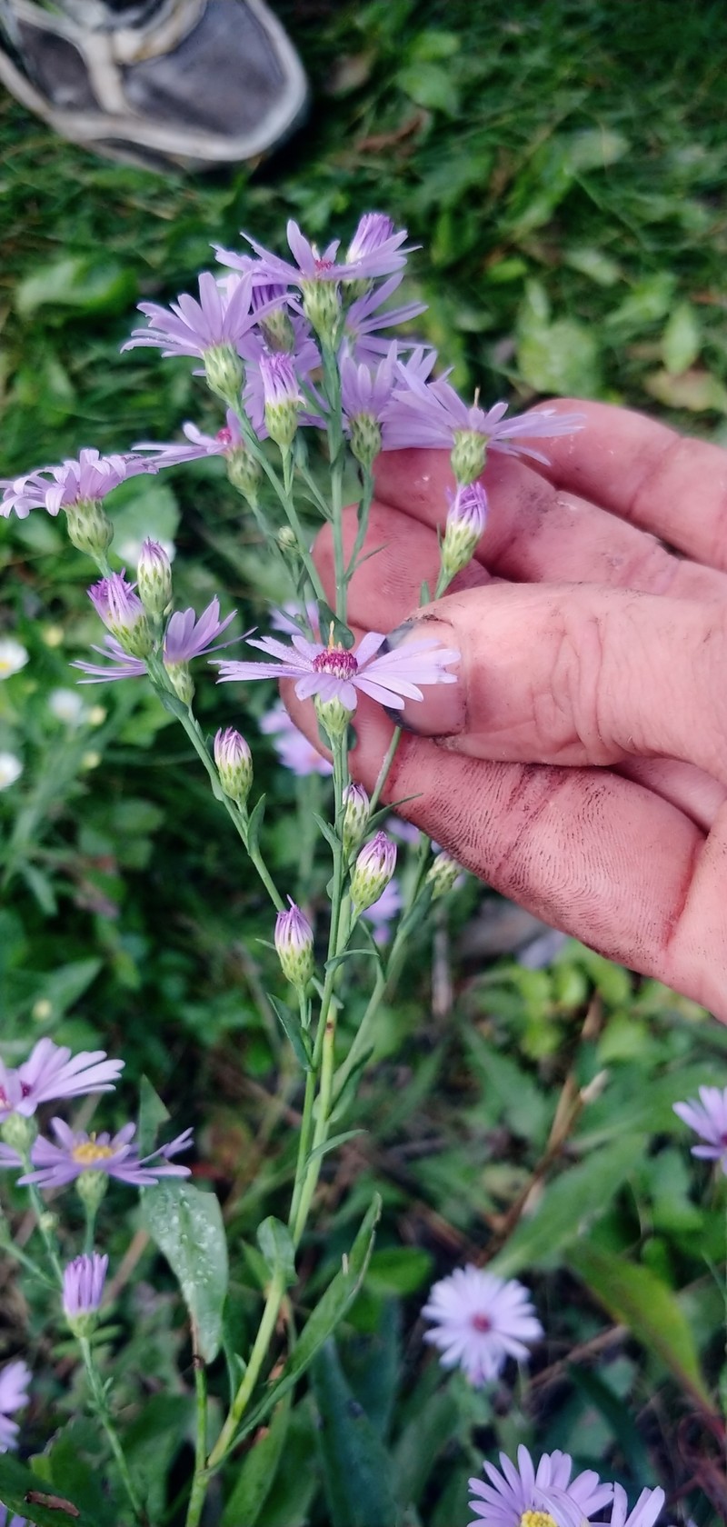 Symphyotrichum laeve var. laeve photo 8