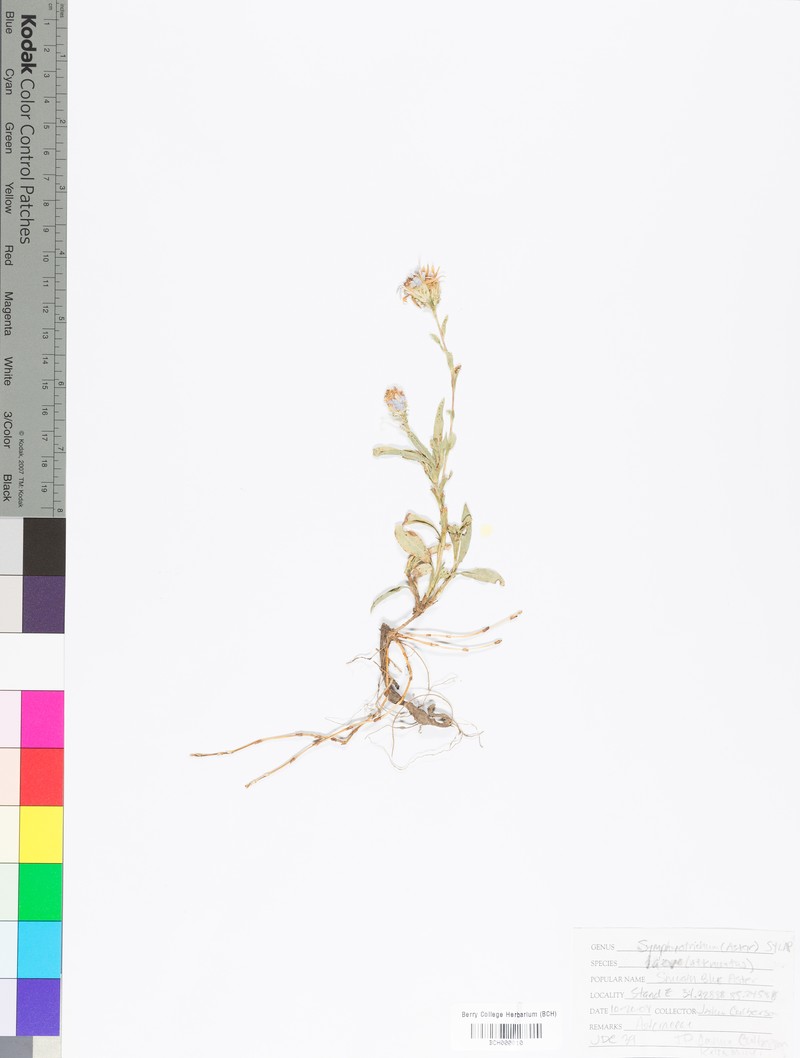 Symphyotrichum laeve var. purpuratum