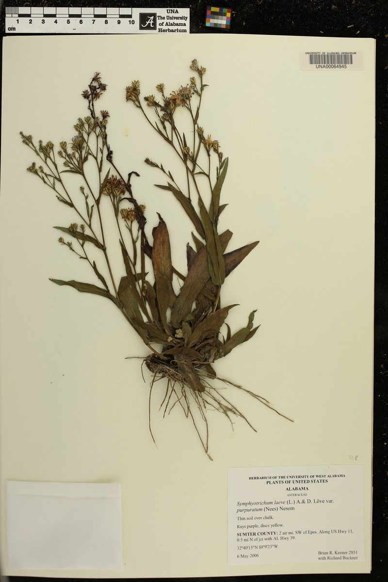 Symphyotrichum laeve var. purpuratum photo 2
