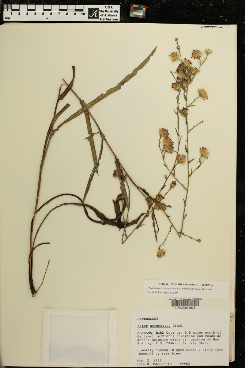 Symphyotrichum laeve var. purpuratum photo 4