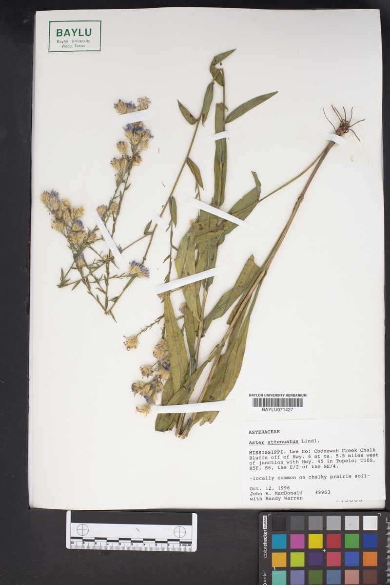 Symphyotrichum laeve var. purpuratum photo 6