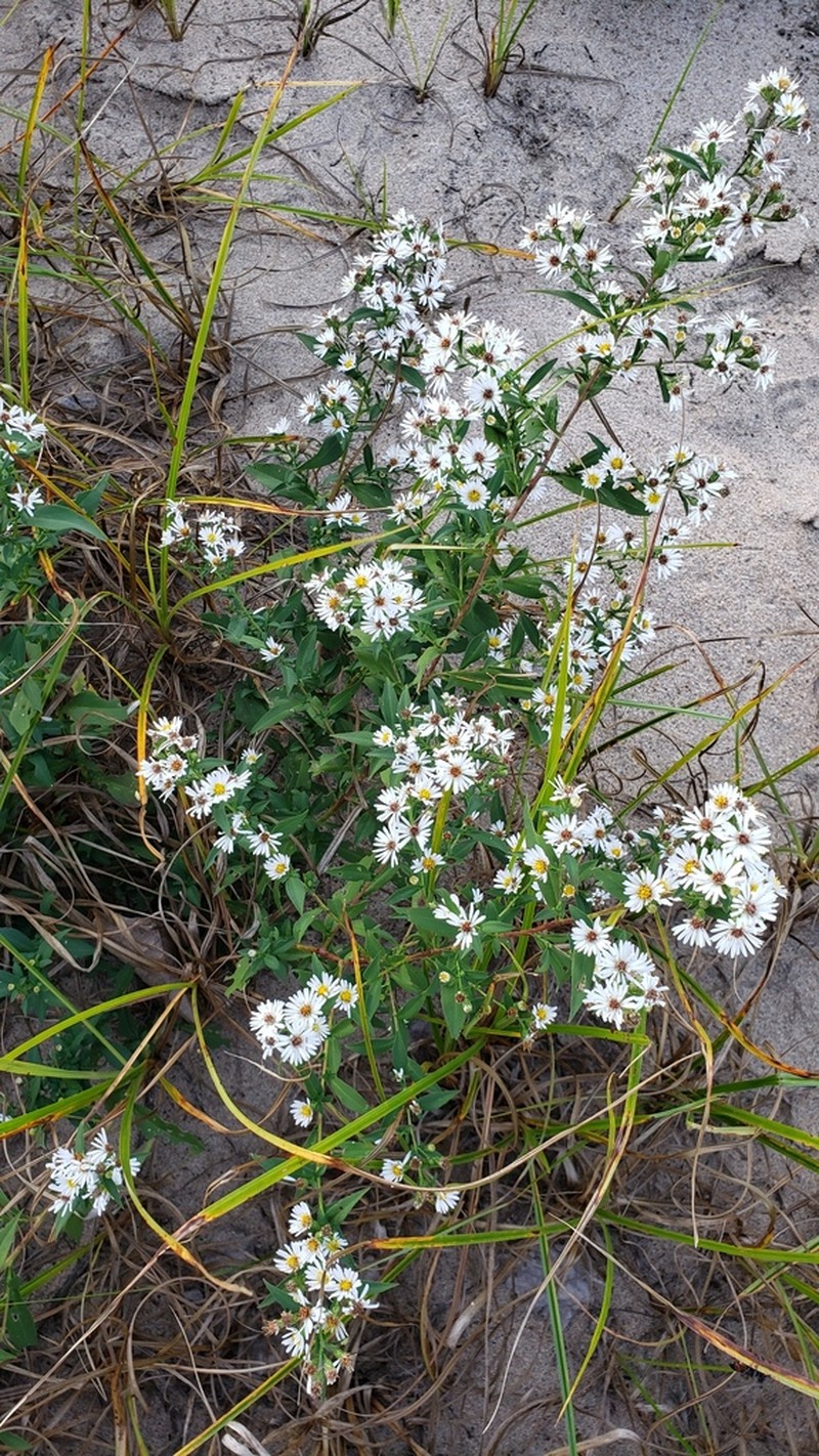 White Panicle Aster photo 5