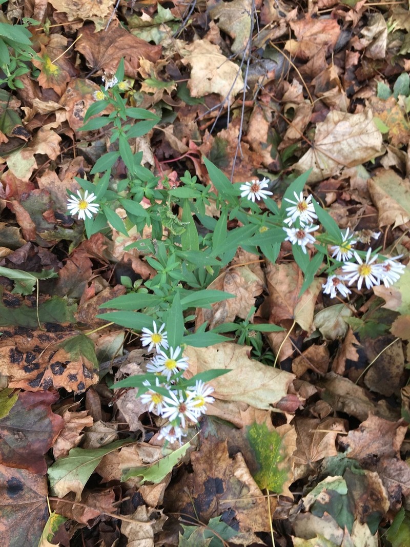 White Panicle Aster photo 6