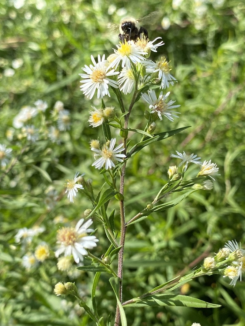 White Panicle Aster photo 7