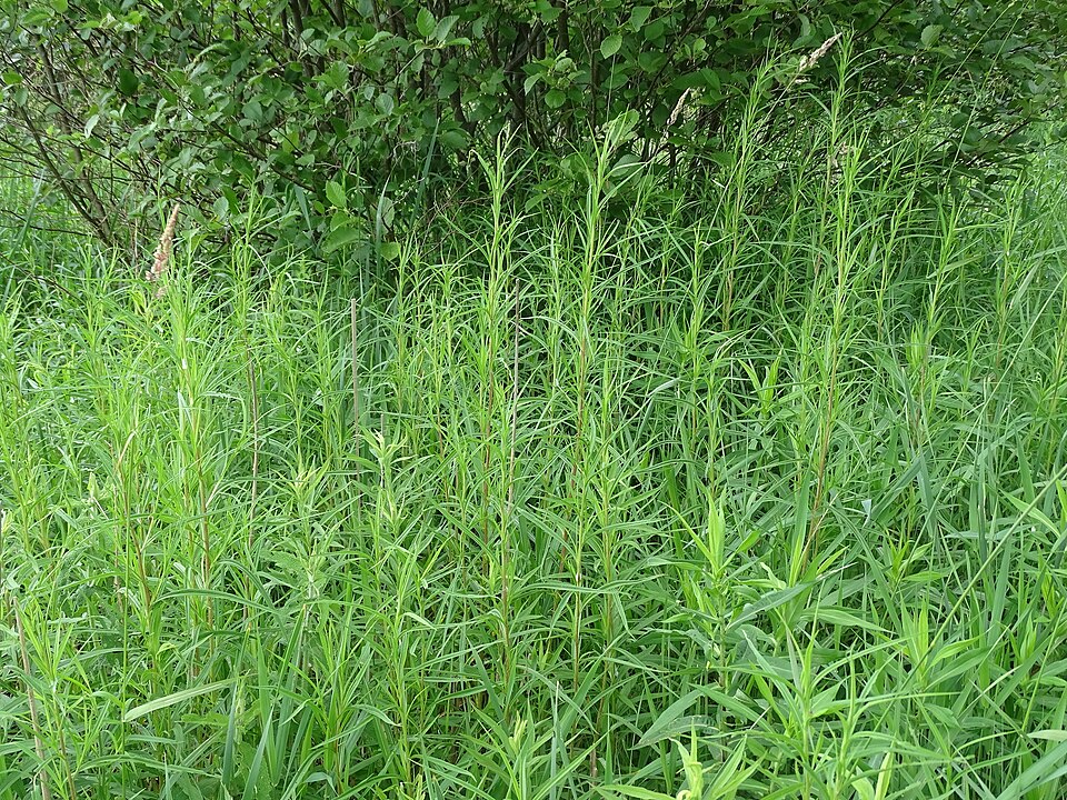 White Panicle Aster photo 6