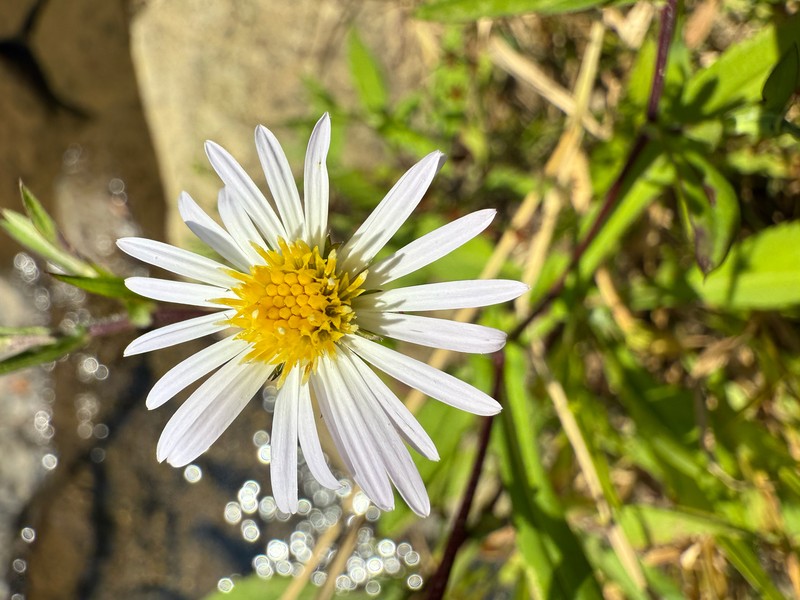 Symphyotrichum lanceolatum subsp. lanceolatum