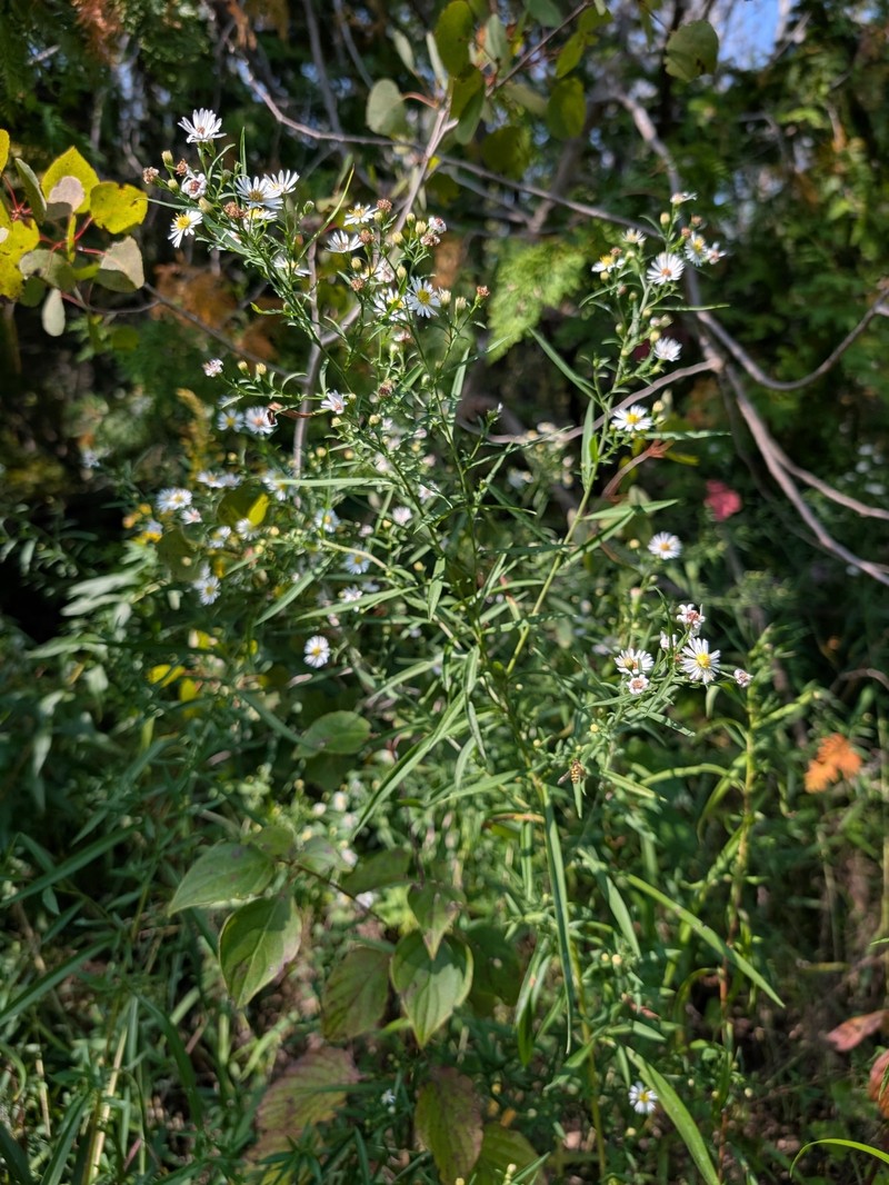 Symphyotrichum lanceolatum subsp. lanceolatum photo 2