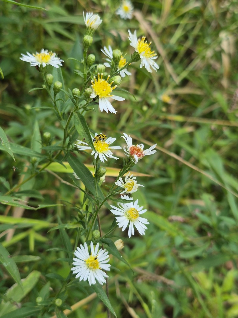 Symphyotrichum lanceolatum subsp. lanceolatum photo 3