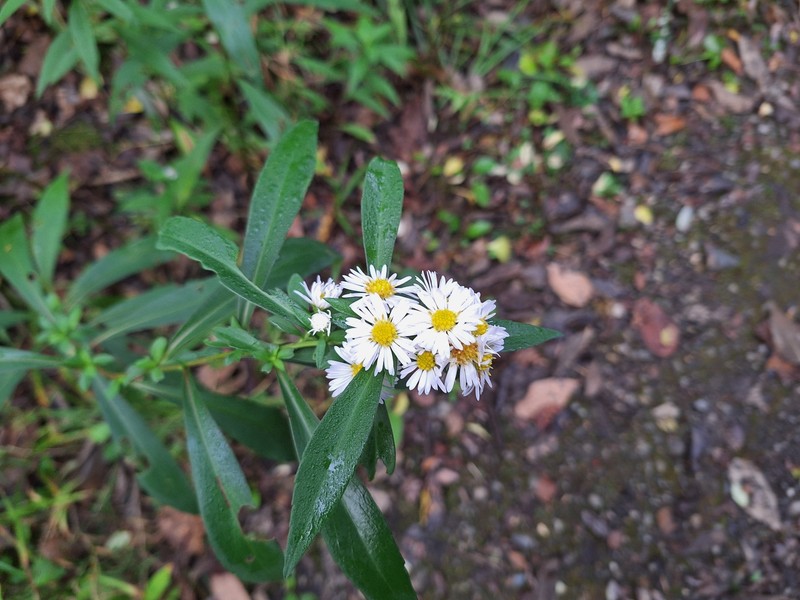 Symphyotrichum lanceolatum subsp. lanceolatum photo 4