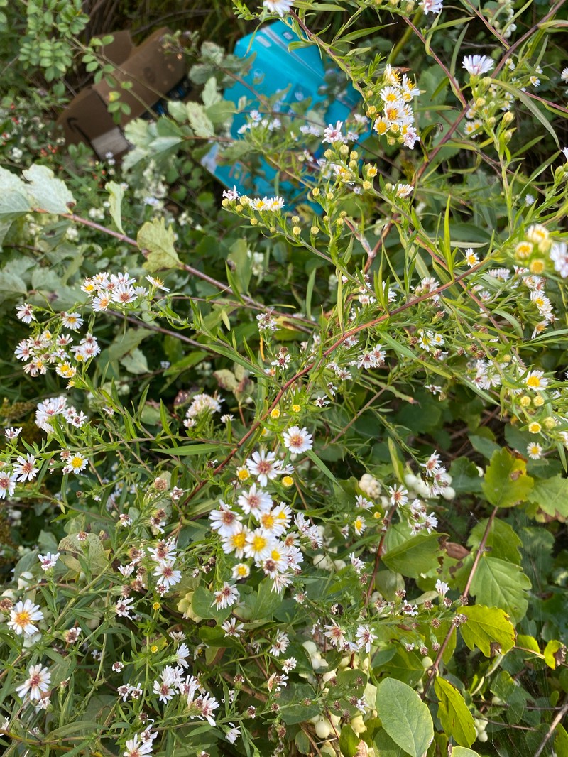 Symphyotrichum lanceolatum subsp. lanceolatum photo 6