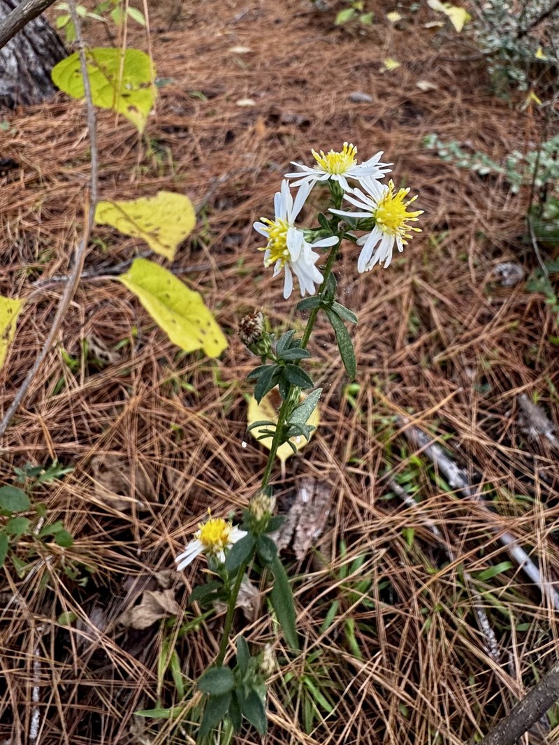 Symphyotrichum lanceolatum subsp. lanceolatum photo 7