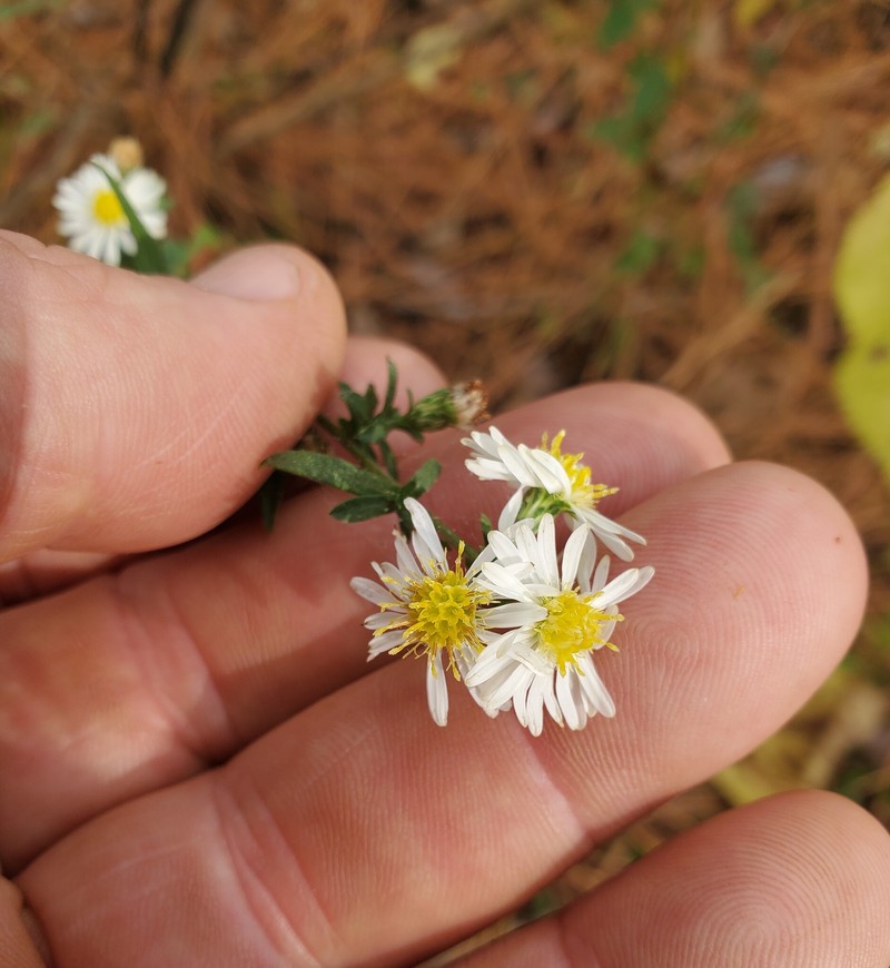 Symphyotrichum lanceolatum subsp. lanceolatum photo 8