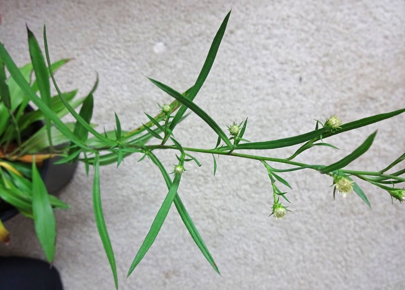 Symphyotrichum lanceolatum var. hesperium photo 6