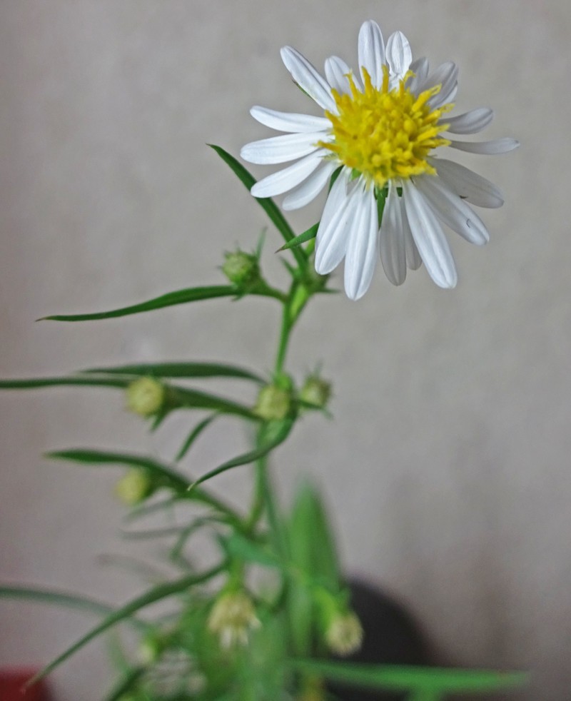 Symphyotrichum lanceolatum var. hesperium photo 7