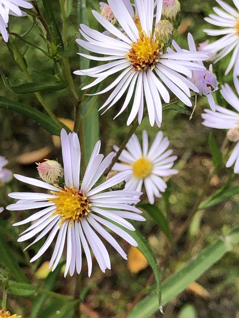 Symphyotrichum lanceolatum var. hirsuticaule