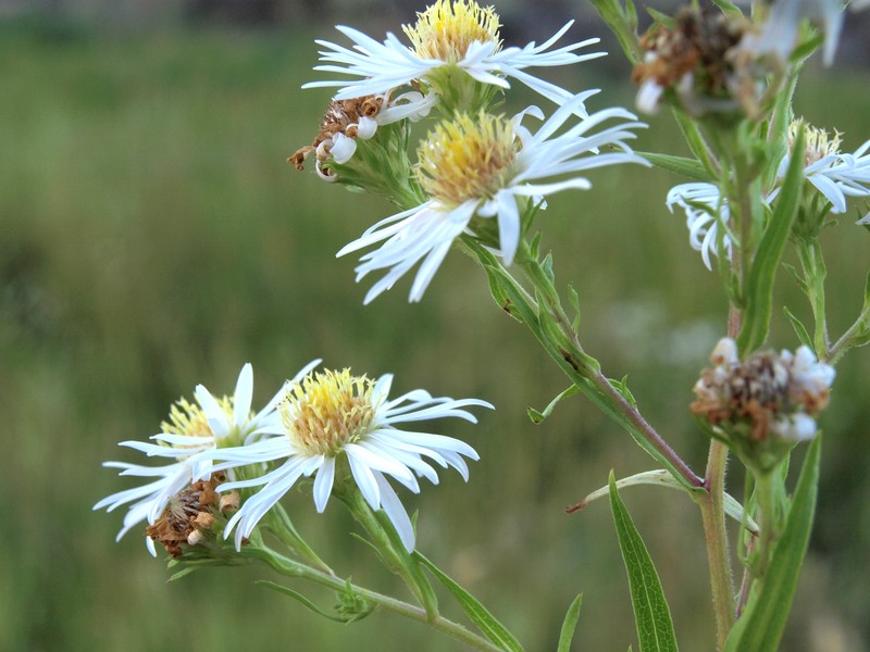 Symphyotrichum lanceolatum var. hirsuticaule photo 2