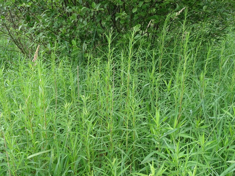 Symphyotrichum lanceolatum var. hirsuticaule photo 3