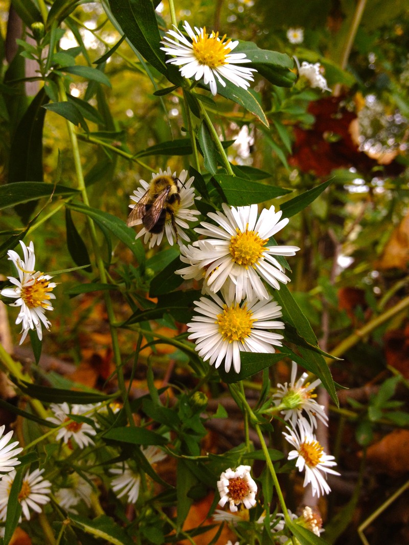 Symphyotrichum lanceolatum var. hirsuticaule photo 4