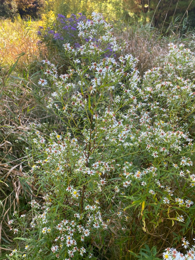 Symphyotrichum lanceolatum var. hirsuticaule photo 5