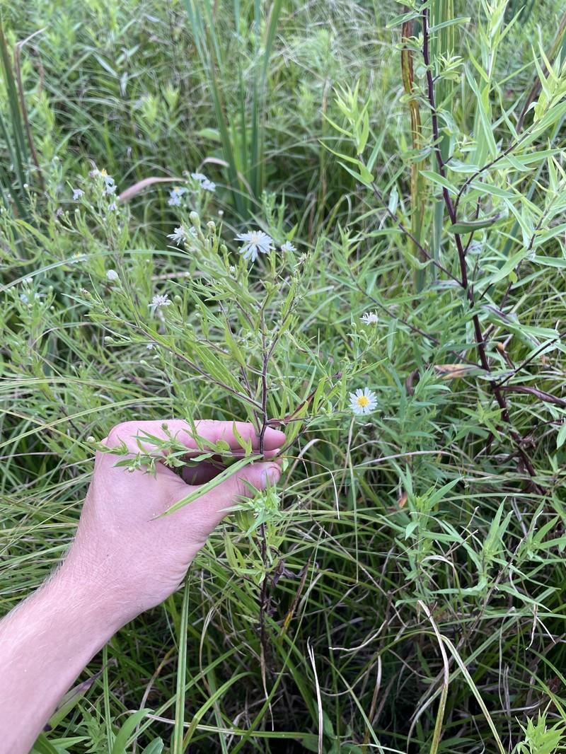 Symphyotrichum lanceolatum var. hirsuticaule photo 6