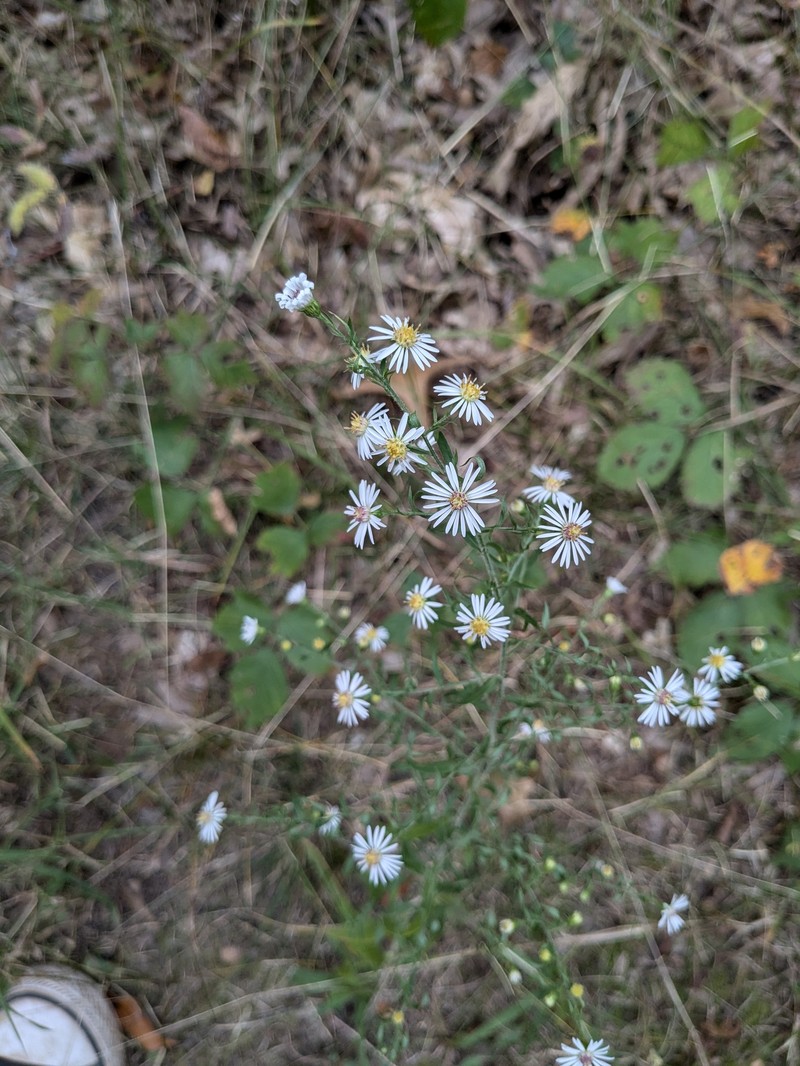 Symphyotrichum lanceolatum var. hirsuticaule photo 7