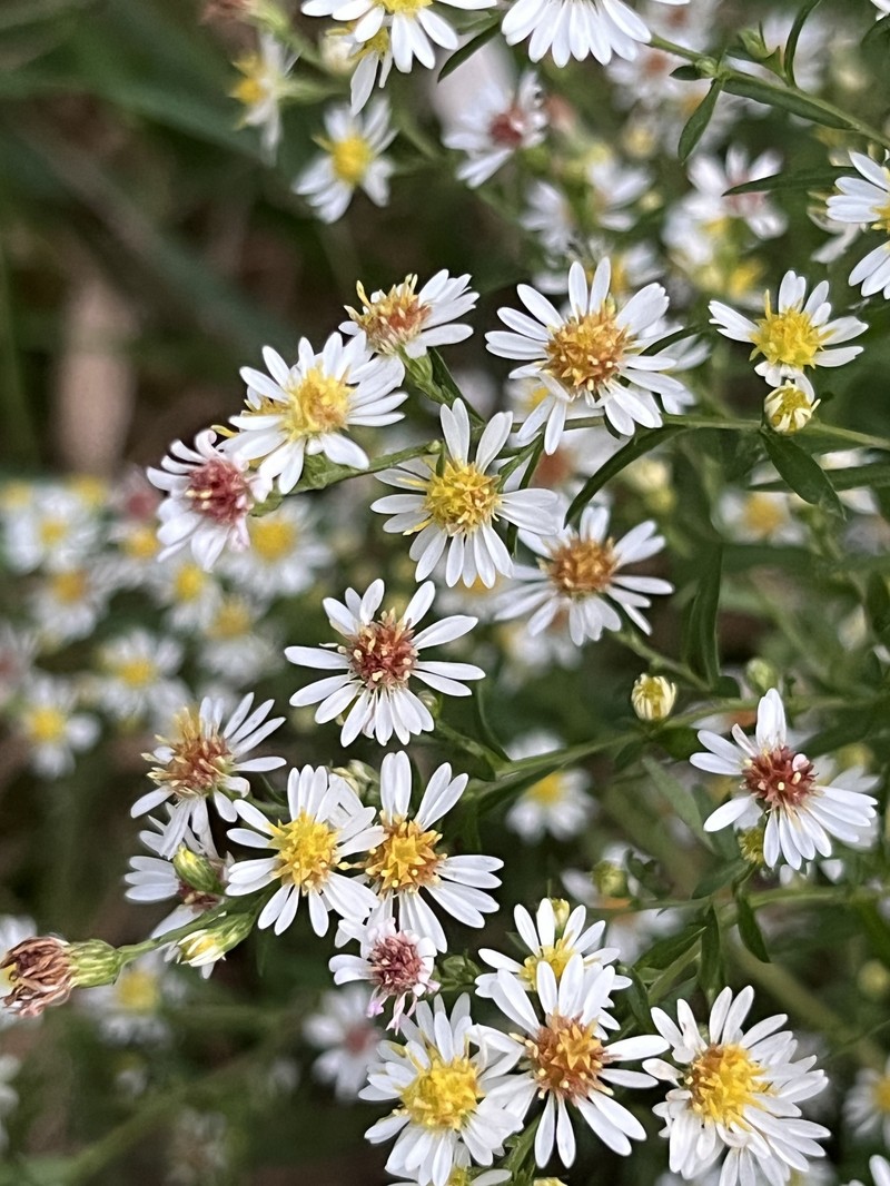 Symphyotrichum lanceolatum var. interior photo 5