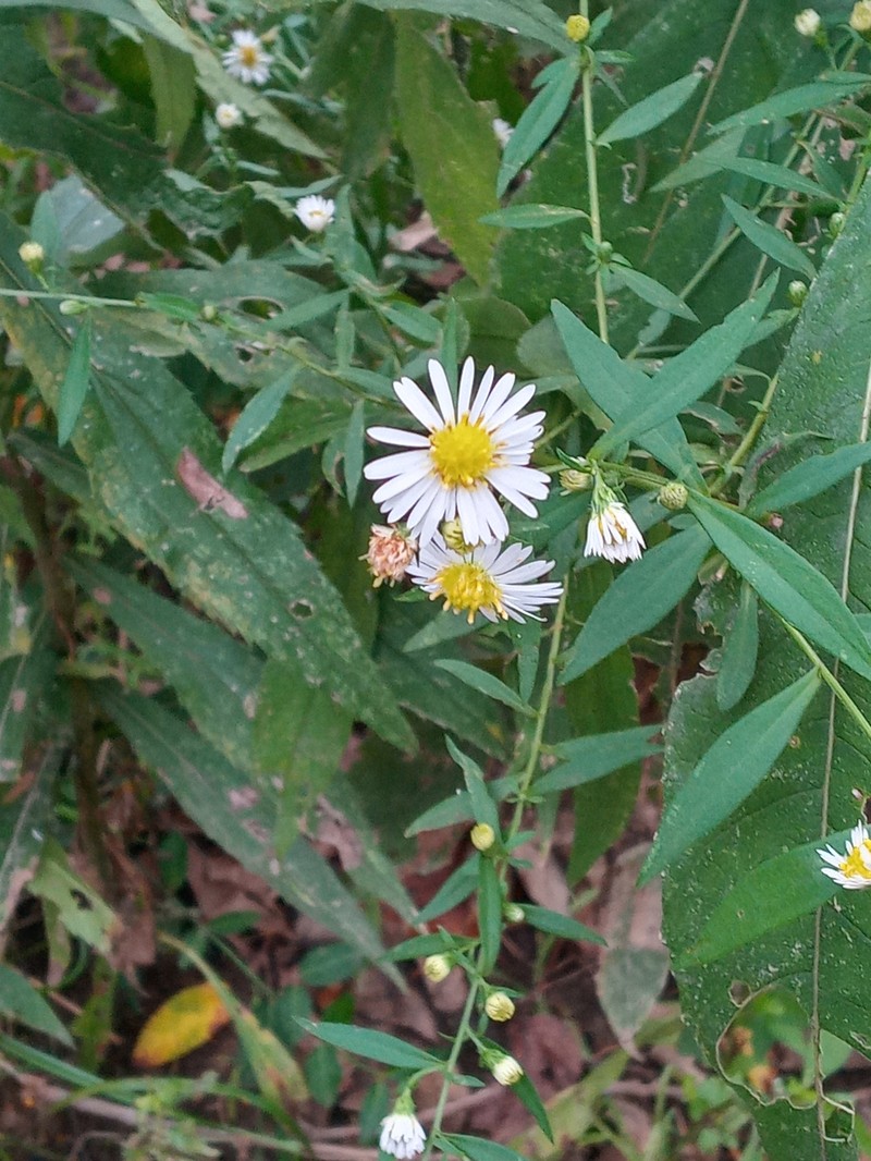 Symphyotrichum lanceolatum var. interior photo 6
