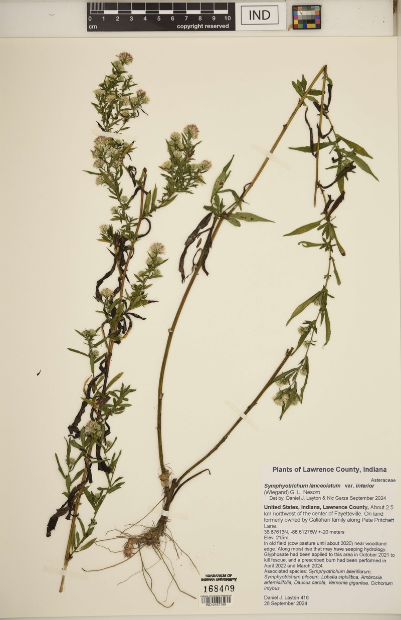 Symphyotrichum lanceolatum var. interior photo 7