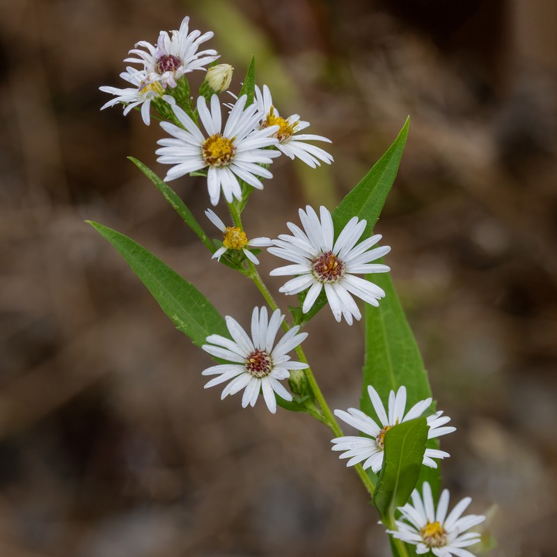 Symphyotrichum lanceolatum var. latifolium photo 6