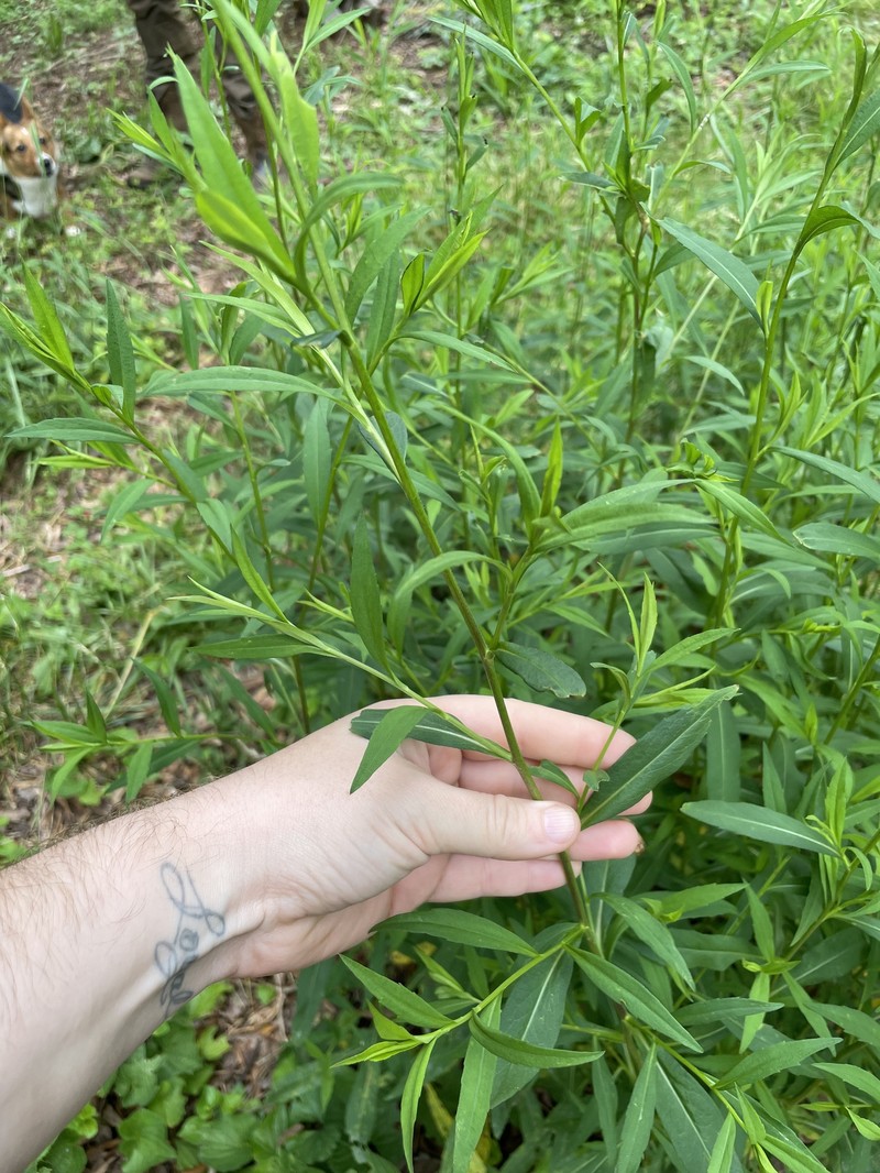 Symphyotrichum lanceolatum var. latifolium photo 7