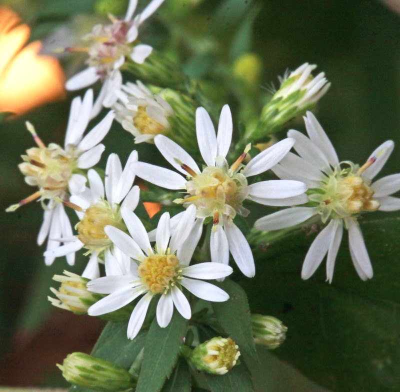 Calico Aster photo 6